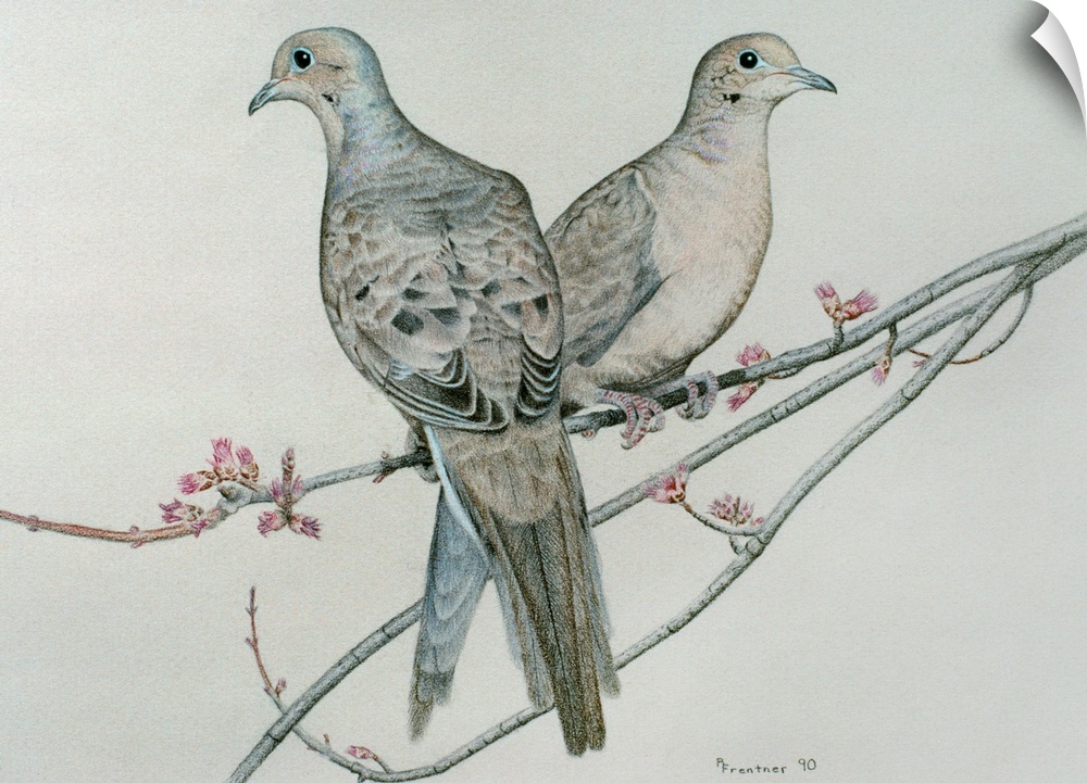 Two mourning doves perched on a branch