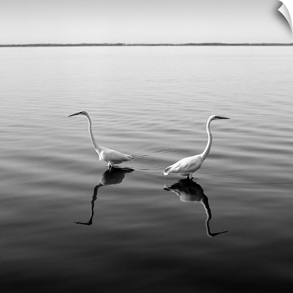 Two herons, boat, water, black and white photography