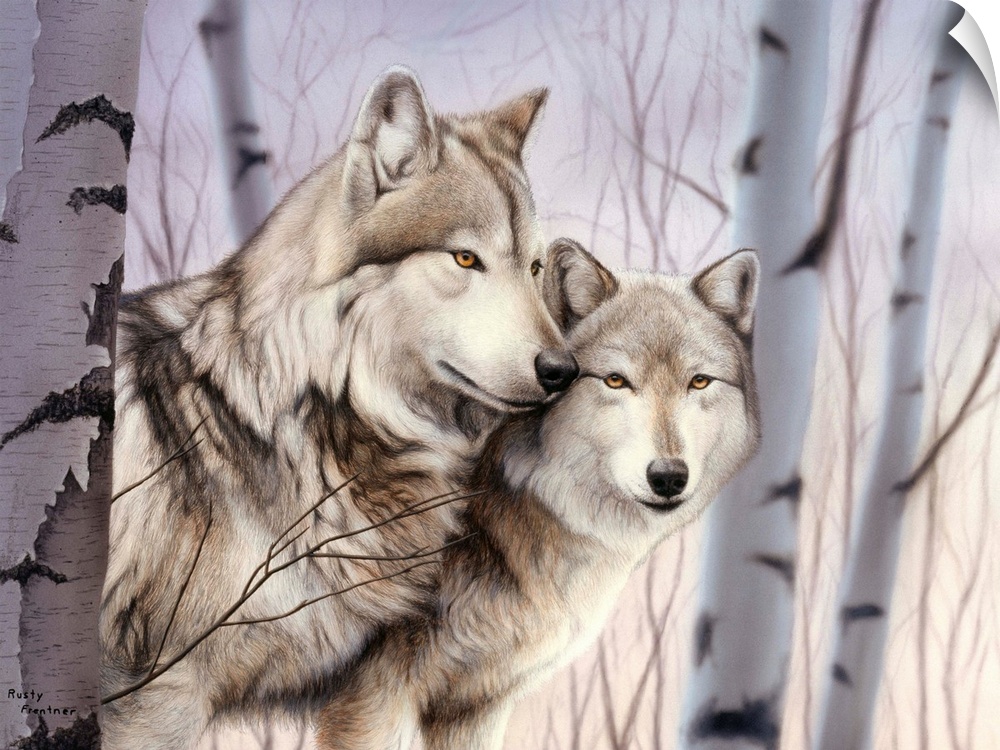 Two white wolves standing in birches.