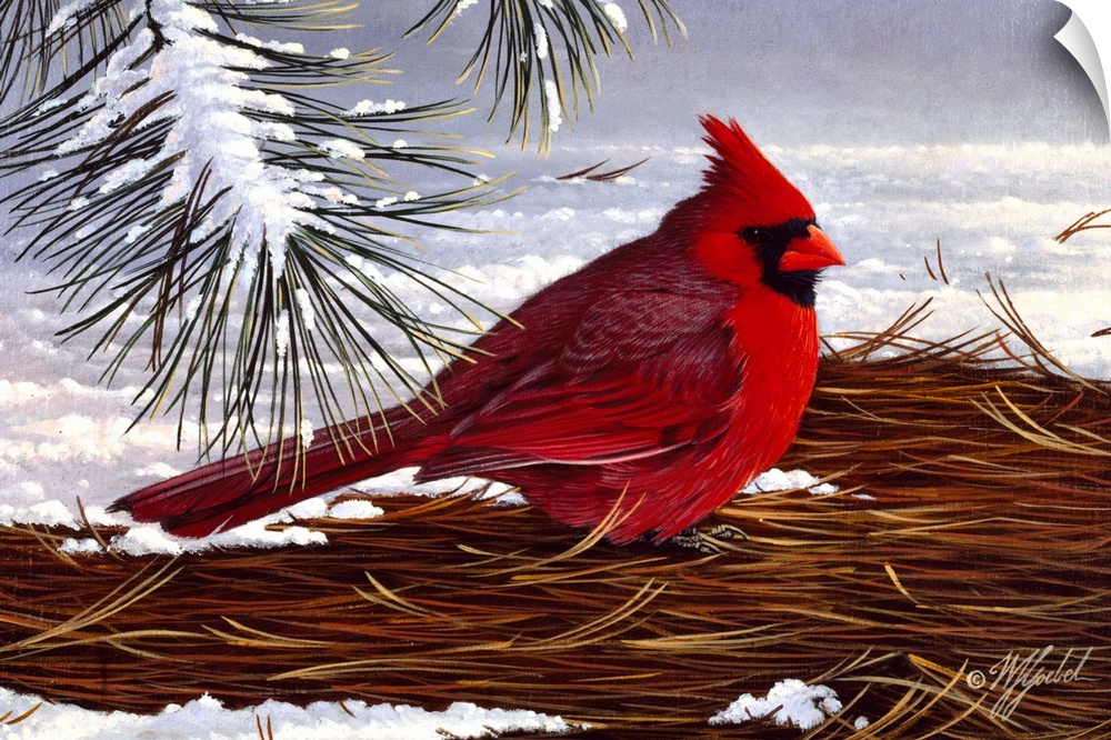 Male cardinal on ground in winter.