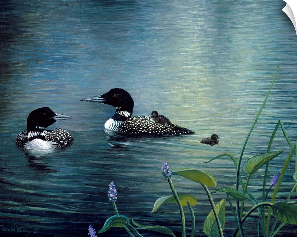 Contemporary artwork of virginia loons and chicks in the water.