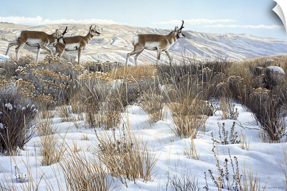 Three antelope walk across a winter field.