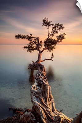 Water Tree
