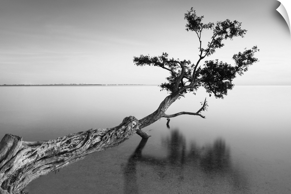 ocean, tree water Black and White photography