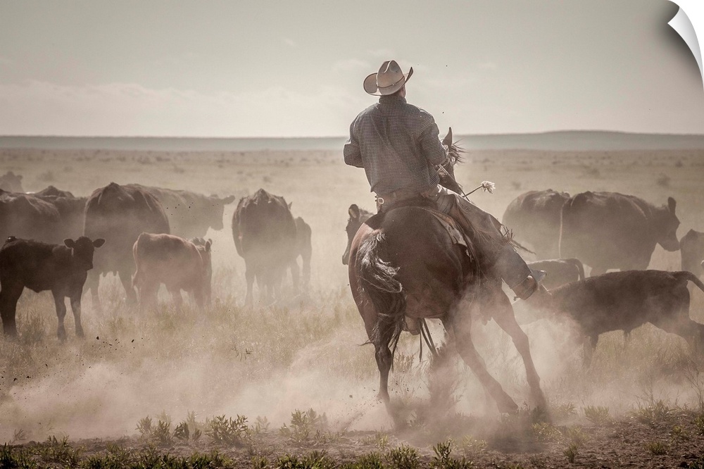 Action photograph of a cowboy on horseback herding cattle.