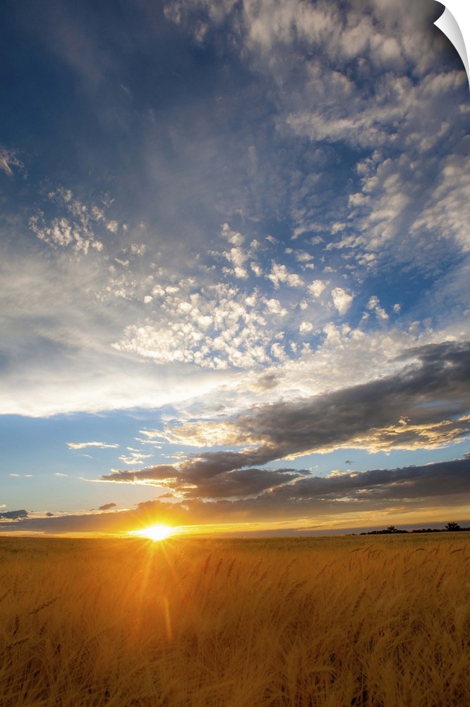 A photograph of a wheat field seen at sunset with dramatic clouds overhead.