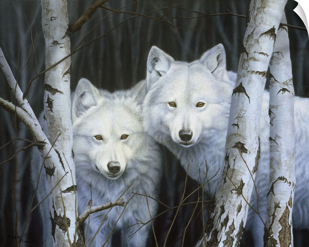 Two white wolves standing among the white birches.