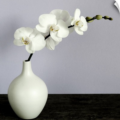 White Orchids in a White Vase