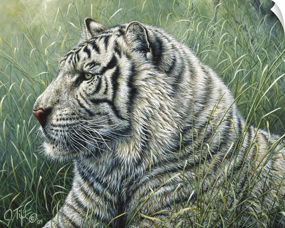 white tiger in grass