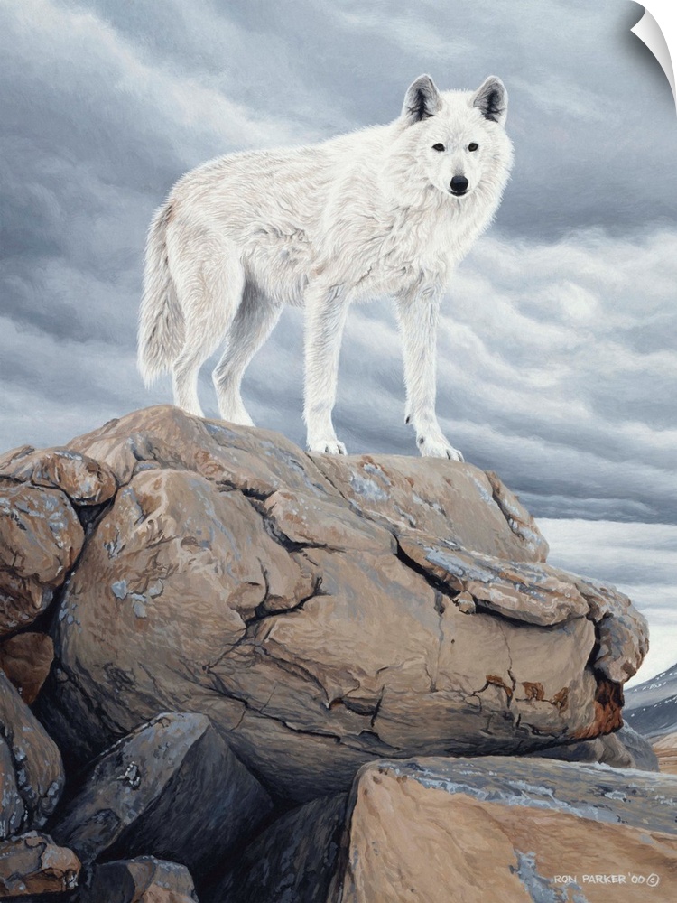 A white wolf stands on a rock face.
