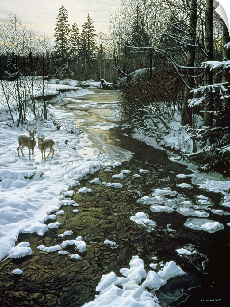 Two white tails stand alongside a winter creek.