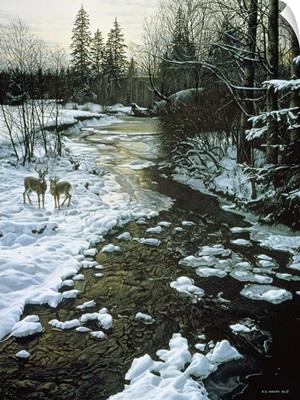 Winter Creek and Whitetails