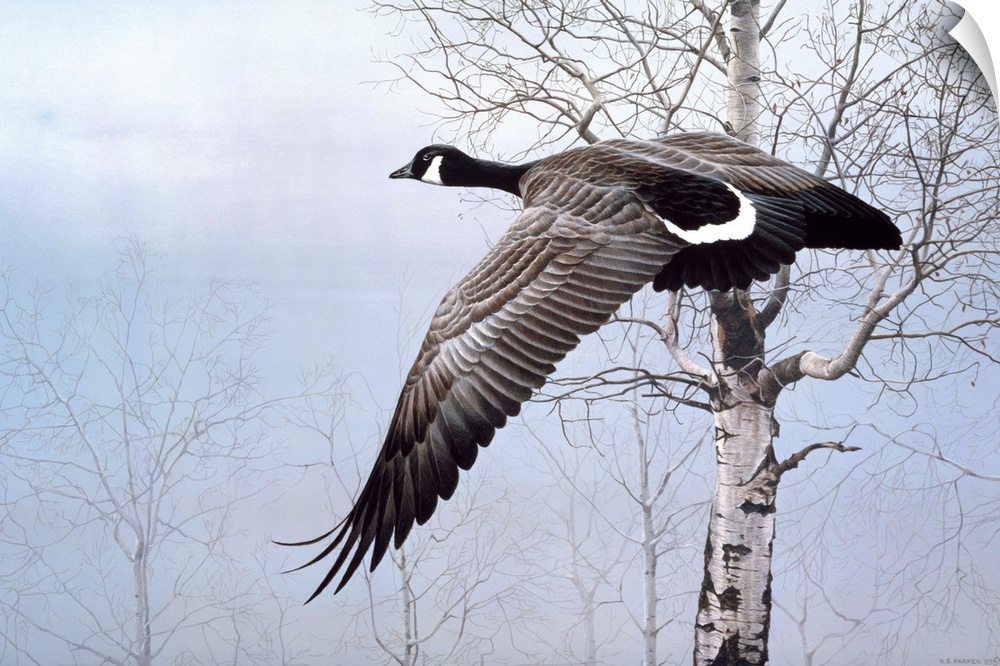 A Canadian goose takes flight, flying past a group of birch trees in the misty morning.