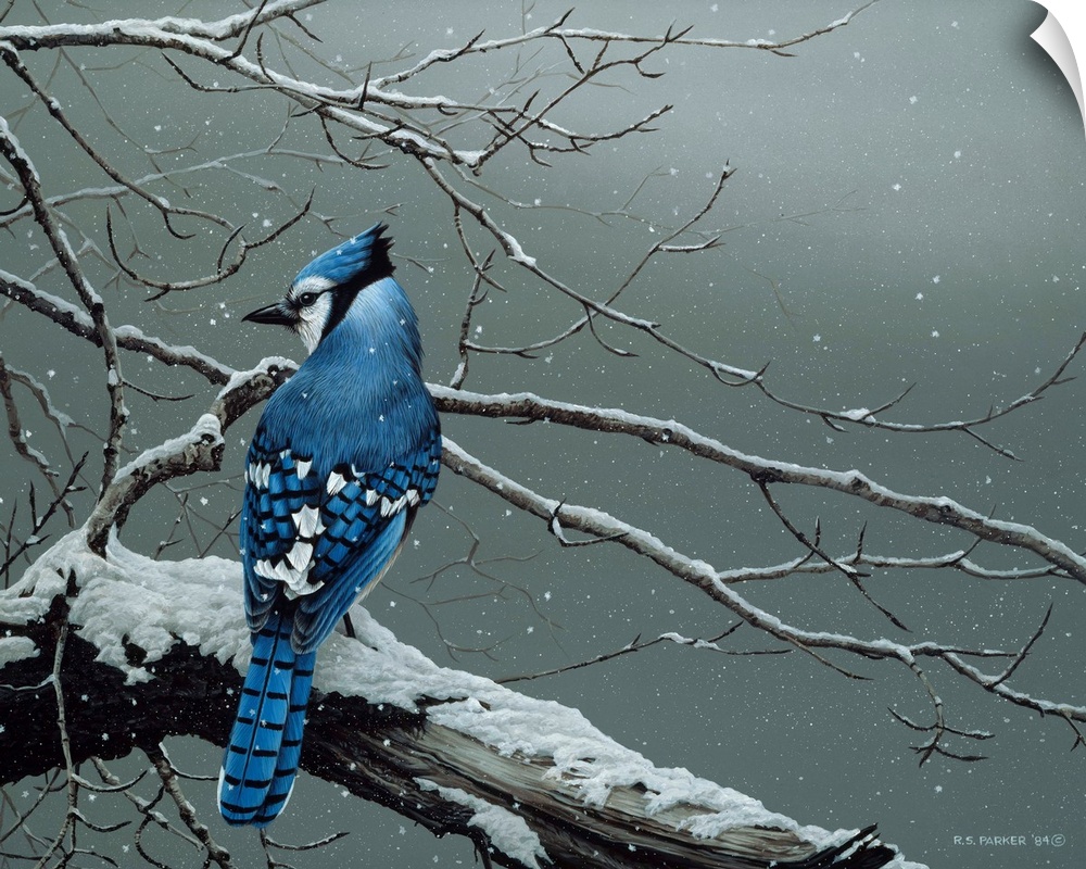 A blue jay on a snow covered limb.