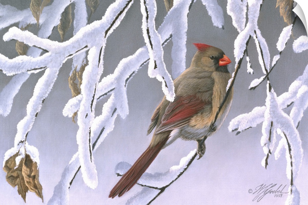 Cardinal on a snowy branch.