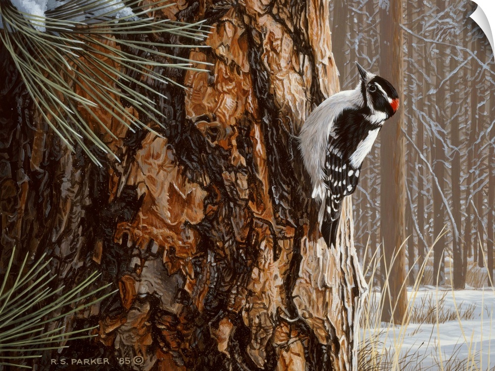 A downy woodpecker rests on a winter pine.