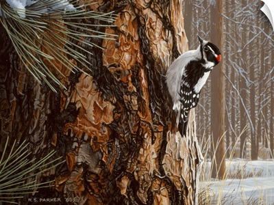 Winter Pine- Downy Woodpecker