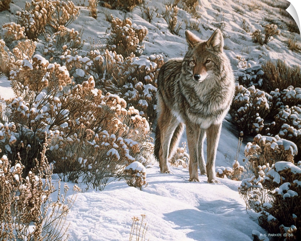 A coyote standing in the bushes.