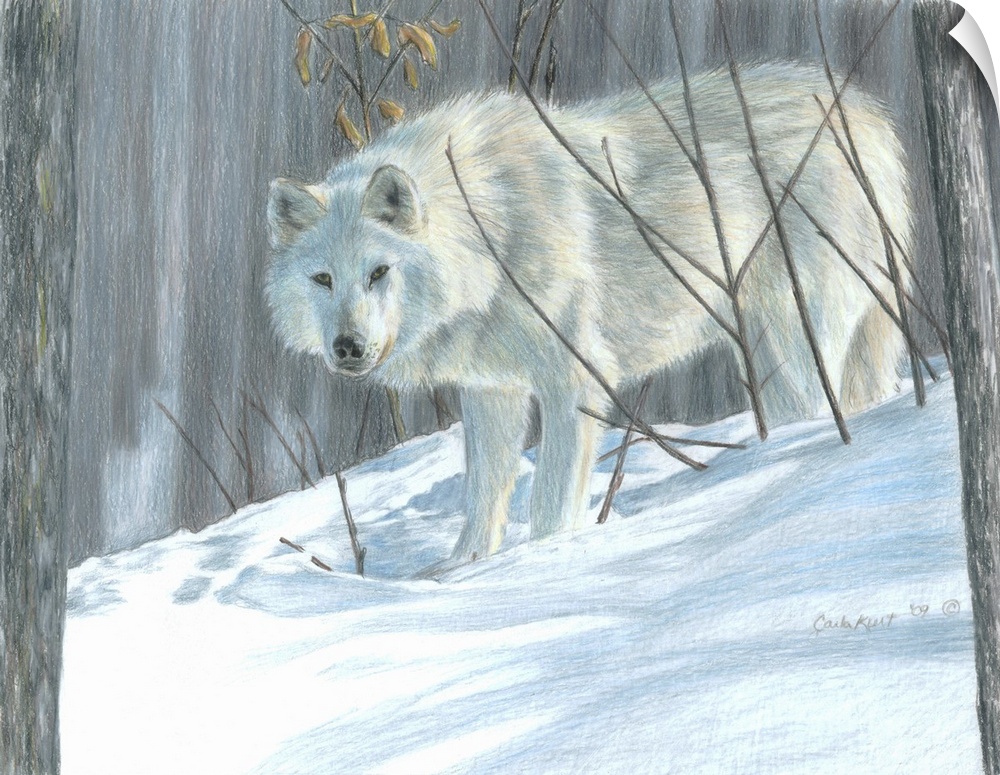 Wolf portrait winter snow.