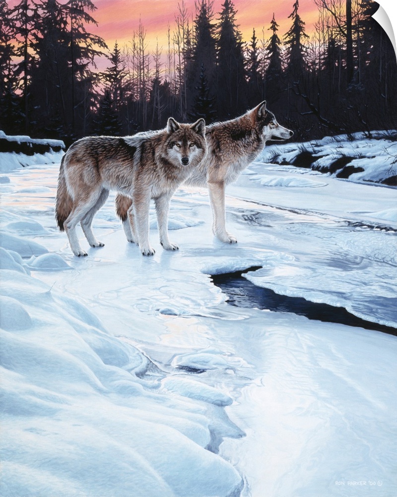Two wolves standing next to a small snow covered stream.