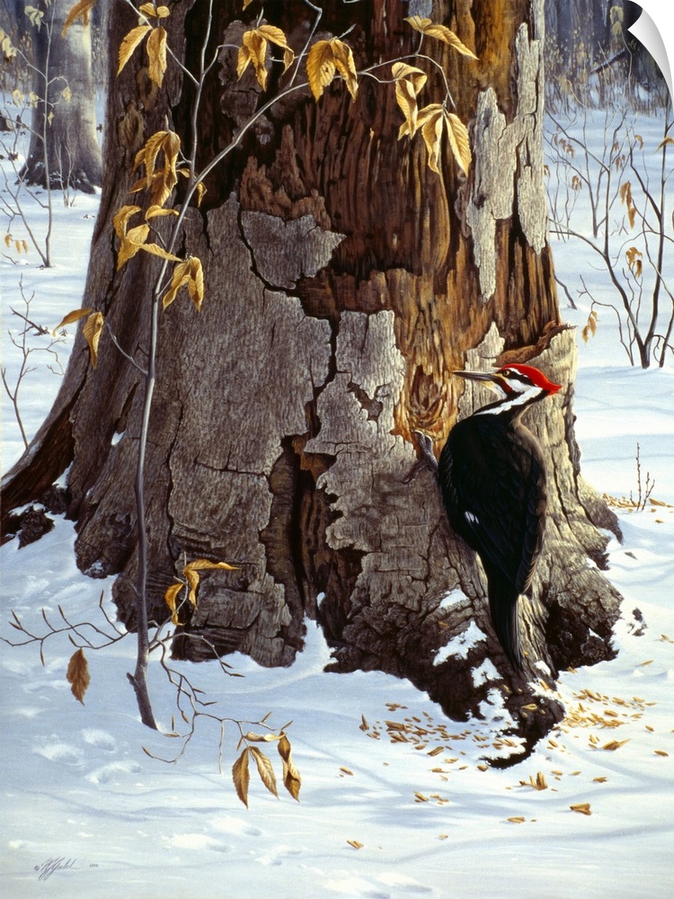 Pileated woodpecker pecking into a tree.