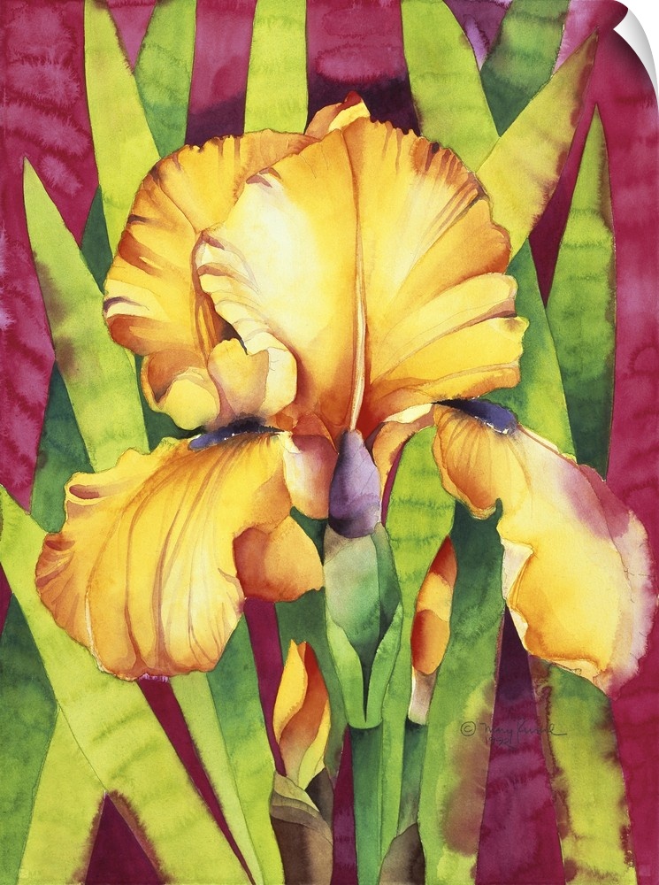 Yellow Iris with Maroon Back