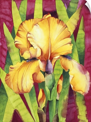 Yellow Iris with Maroon Back