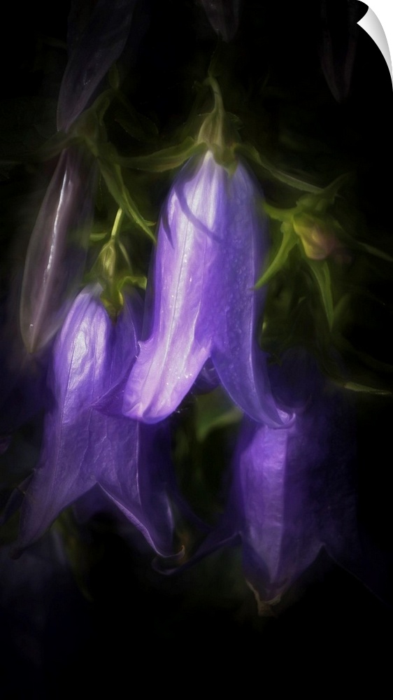 Painterly photograph of bell shaped flowers.