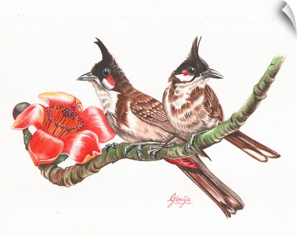 Beautiful pair of bulbul birds sitting on a branch painted in watercolor on paper.