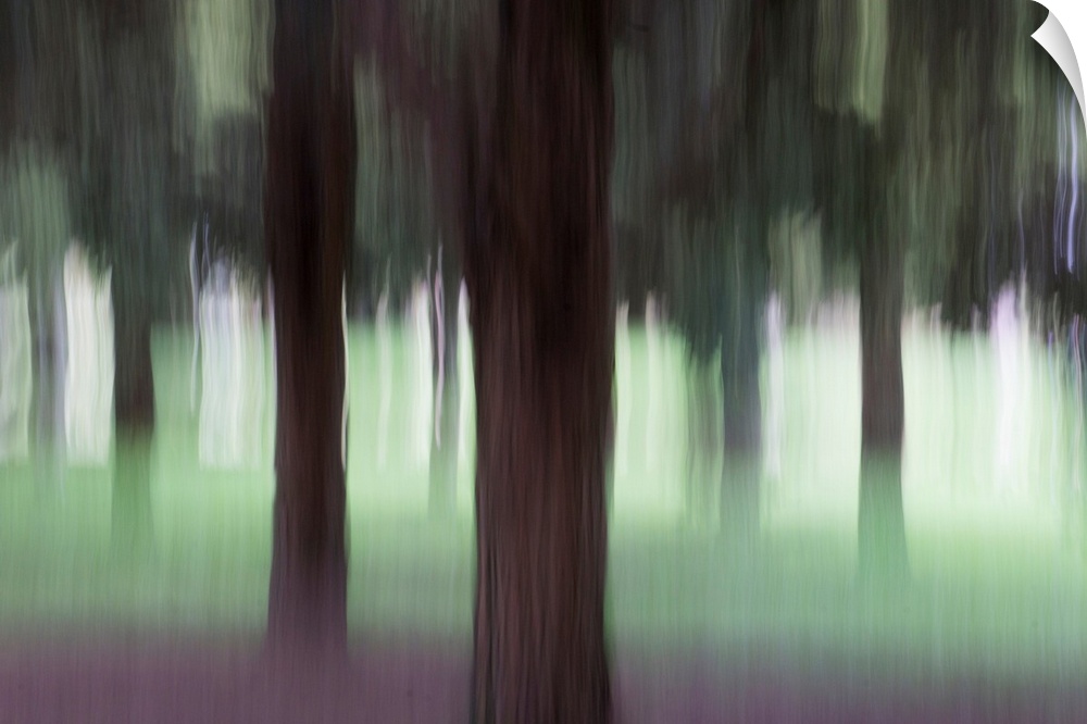 Impressionist photograph taken in a botanic garden's forest section.