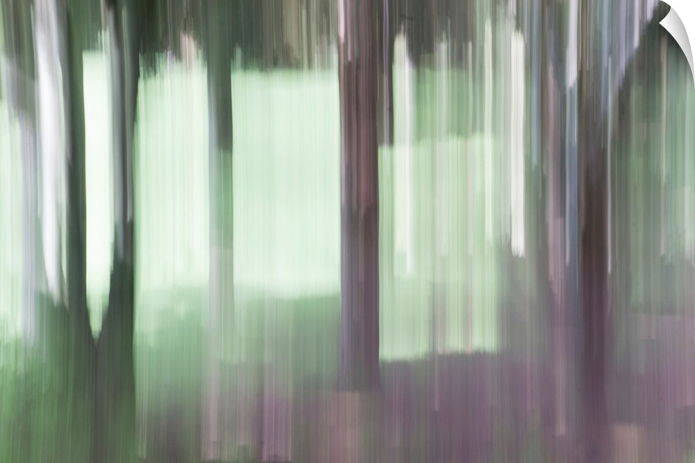 Impressionist photograph taken in a botanic garden's forest section.