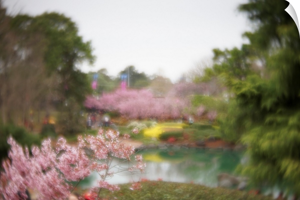 Dreamy photograph that captures the ambience of a cherry blossom garden.