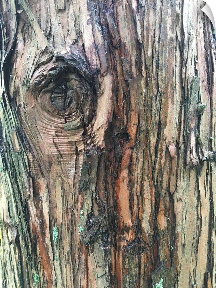 Abstract photograph of a tree close up with texture of the barks.