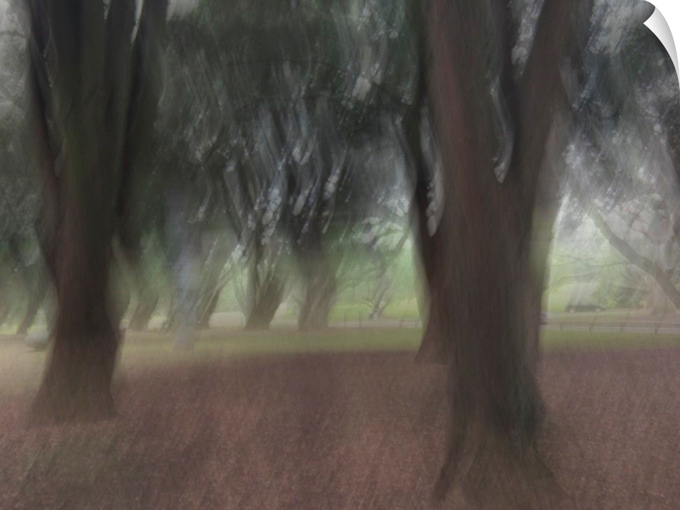 Impressionist photograph taken in the Auckland domain with trees and a calm ambience.