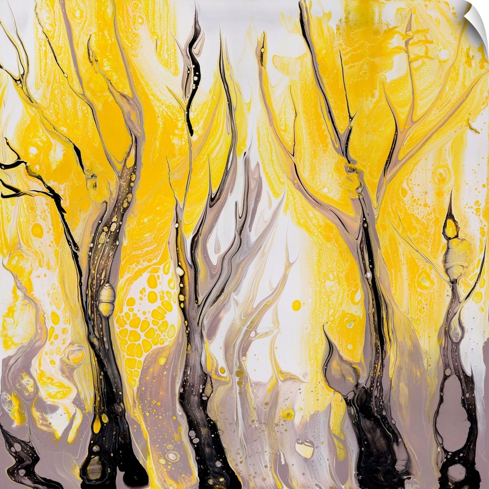 Pour painting of the wattle grove with dense clusters of fluffy yellow flowers on the delicate branches.
