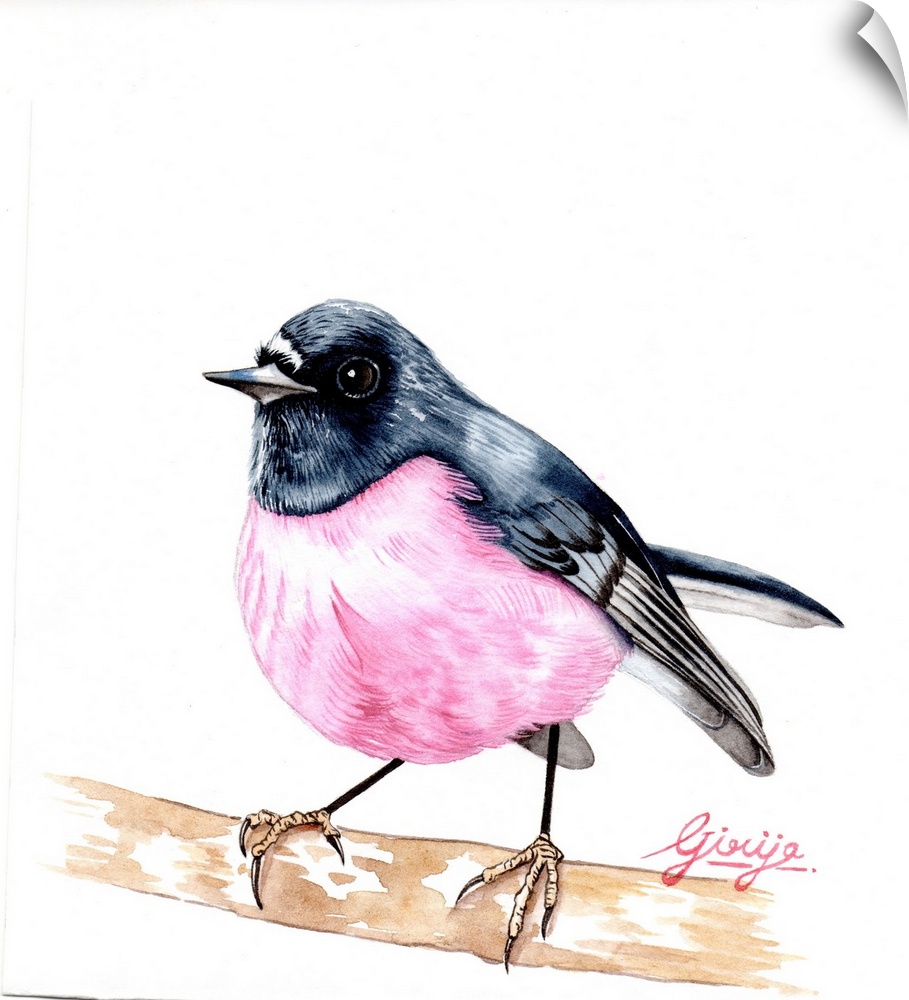 The rose robin is a small passerine bird native to Australia. The male has a distinctive pink breast. Its upperparts are d...