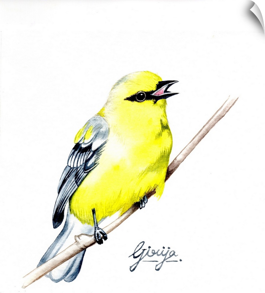 The American goldfinch is a small north American bird in the finch family. This bright yellow colored bird is painted in w...