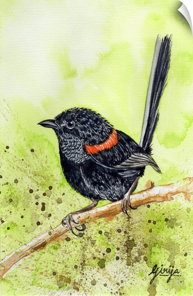 This little black bird with red feathers around the neck is red backed fairy wren bird painted in watercolor on paper.