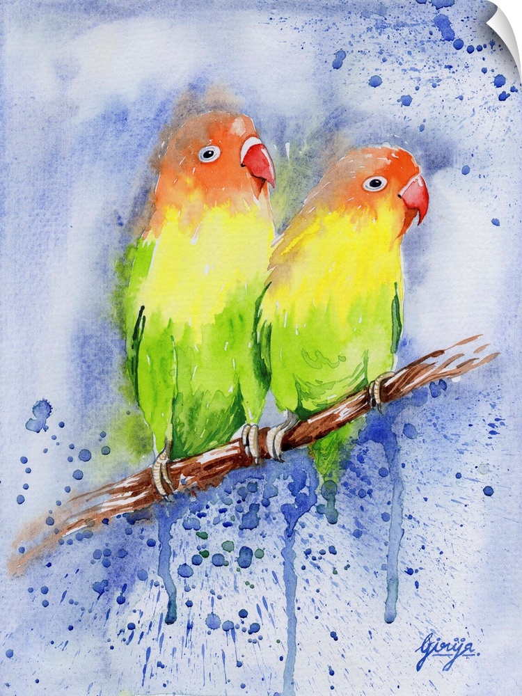 Lovebirds are among the smallest parrots, the name comes from the parrots' strong, monogamous pair bonding and the long pe...