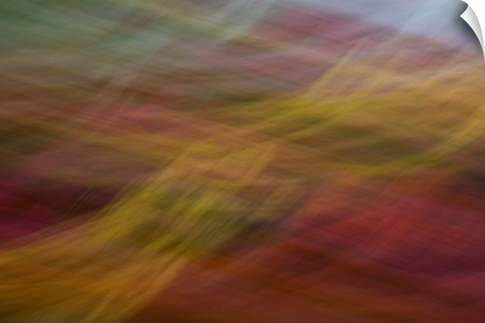 Impressionist photograph of a garden with a soft appeal.