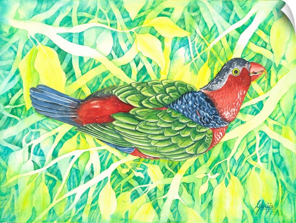 The australian king parrot has a red, blue, green, gray, yellow like rainbow colors, painted in watercolor on paper with b...