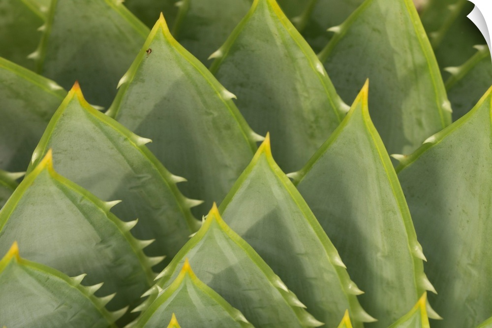 Macro photograph of an African succulent plant.