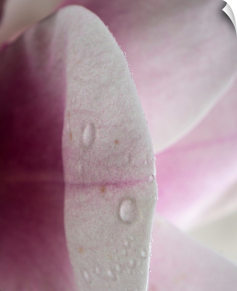 Abstract photograph of a pink petal in reflection.