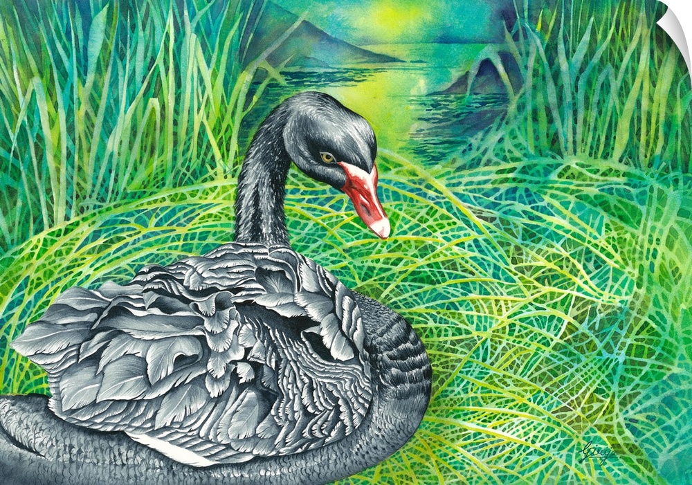 A black swan is resting in the nest is essentially a large heap or mound of reeds, grasses and weeds, painted in watercolo...