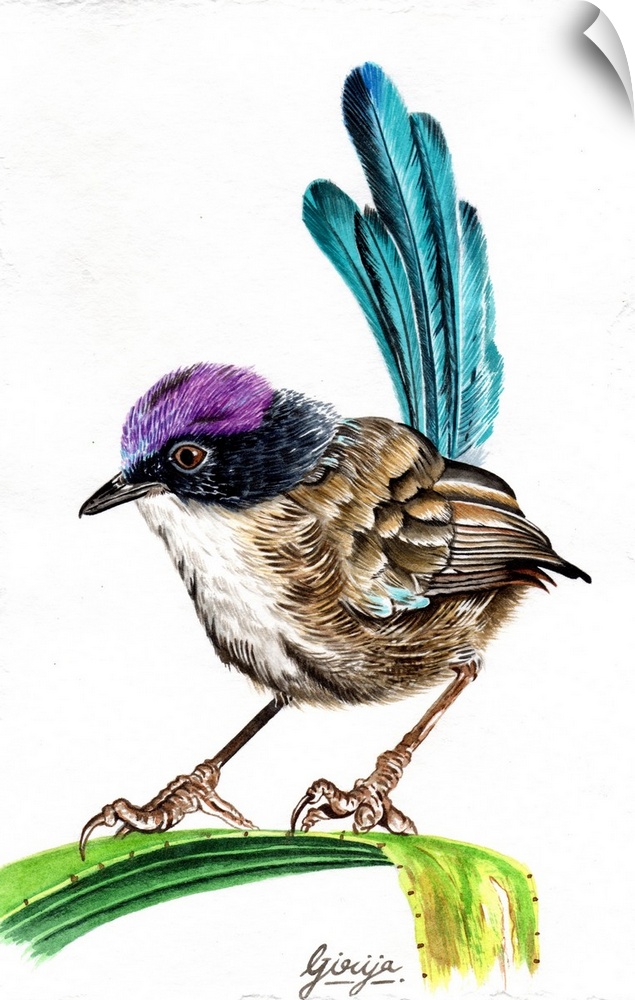 The purple-crowned fairywren is a species of bird in the Australasian wren family, during the breeding season; adult males...