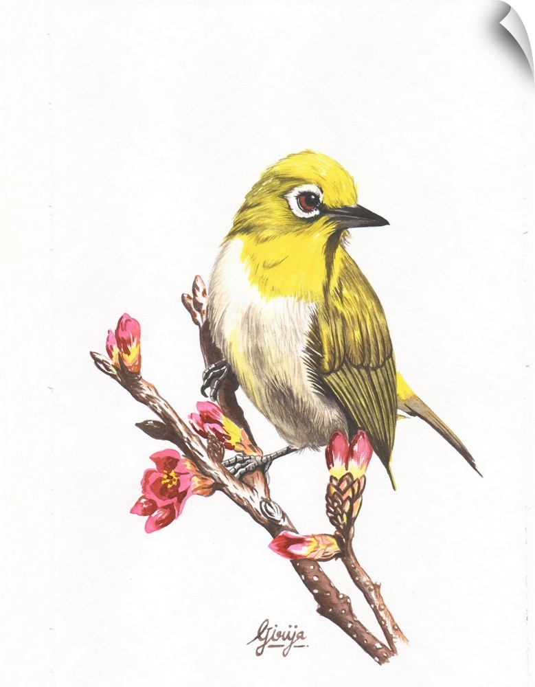 The pine warbler is a small songbird of the new world warbler family. This small yellow bird is painted in watercolor on p...