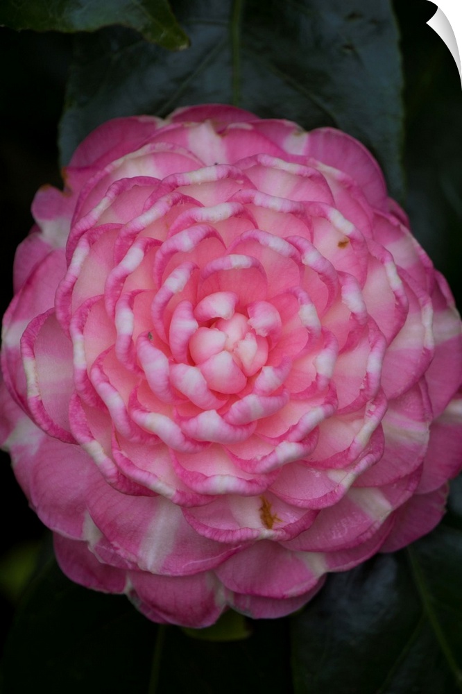 Macro photograph of a flower with patterns of pink and cream.