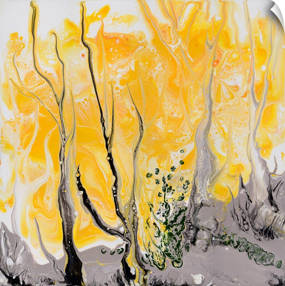 Pour painting of the blooming wattle trees with bright amber crones that are thick enough to cover the trucks almost entir...