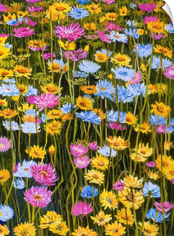 Every year, a stunning field of beautiful daisy flowers is on display at Mount Annan botanical garden, which becomes a des...