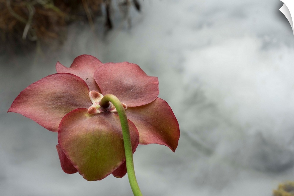 Macro photograph that capture the calm ambience of a flower in the carnivorous plant section in the royal botanic garden i...
